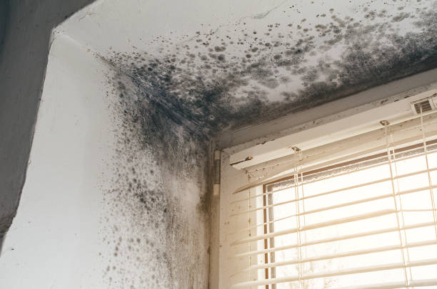 Trusted Attic Mold Removal service in Wye Mills, MD - Cheap Mold Removal